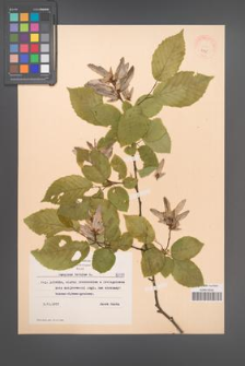 Carpinus betulus [KOR 8195]