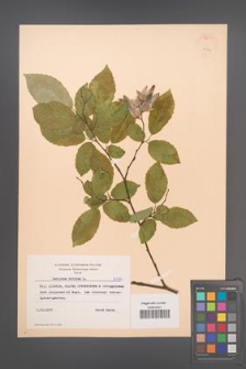 Carpinus betulus [KOR 8194]