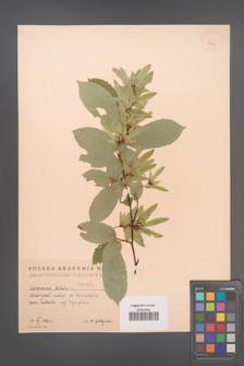 Carpinus betulus [KOR 1974]