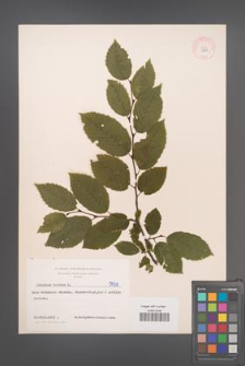 Carpinus betulus [KOR 5030]