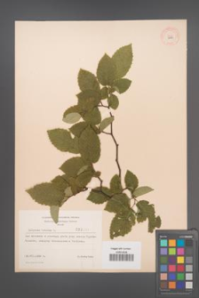 Carpinus betulus [KOR 3447]