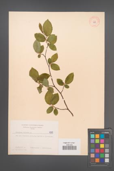 Carpinus betulus [KOR 4579]