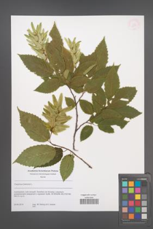 Carpinus betulus [KOR 53851]