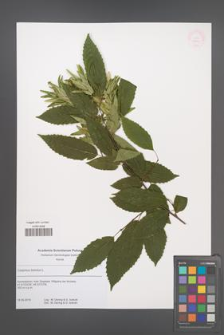 Carpinus betulus [KOR 53904]