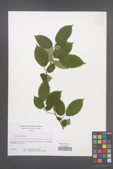 Carpinus betulus [KOR 53832]