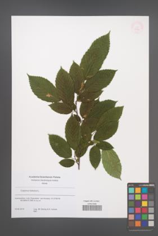Carpinus betulus [KOR 53838]