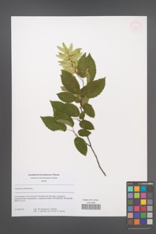 Carpinus betulus [KOR 53835]