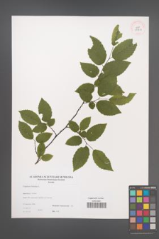 Carpinus betulus [KOR 39001]