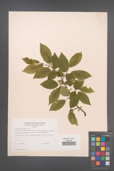Carpinus betulus [KOR 12450]