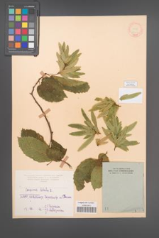 Carpinus betulus [KOR 12437]