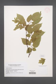 Carpinus betulus [KOR 47222]