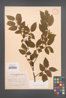 Carpinus betulus [KOR 12464]