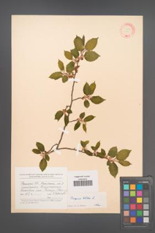 Carpinus betulus [KOR 12463]