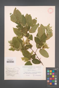 Carpinus betulus [KOR 12423]
