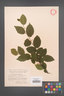 Carpinus betulus [KOR 12456]