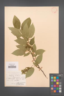 Carpinus betulus [KOR 12434]