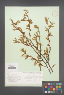 Carpinus betulus [KOR 12426]