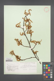 Carpinus betulus [KOR 12424]
