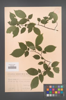 Carpinus betulus [KOR 12438]