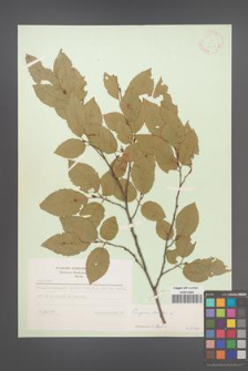 Carpinus betulus [KOR 12451]