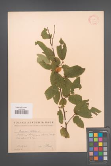 Carpinus betulus [KOR 12419]