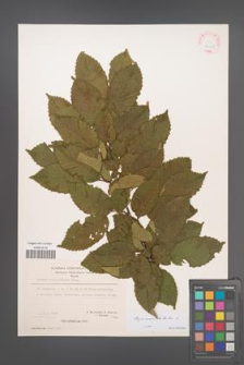 Carpinus betulus [KOR 22413]