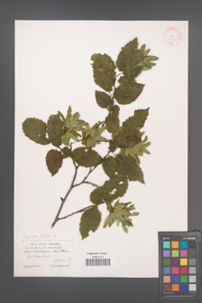 Carpinus betulus [KOR 38606]