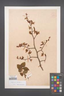 Carpinus betulus [KOR 54450]