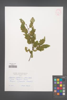 Carpinus betulus [KOR 45118]