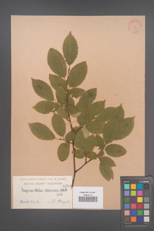 Carpinus betulus [KOR 739]