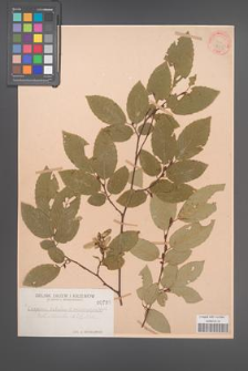 Carpinus betulus [KOR 735]