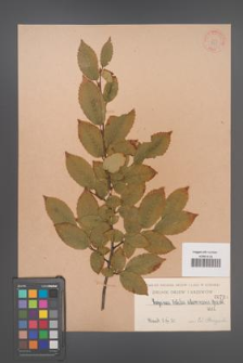Carpinus betulus [KOR 738]