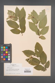 Carpinus betulus [KOR 33923]