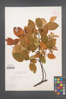 Carpinus betulus [KOR 9073]