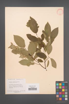 Carpinus betulus [KOR 12466]
