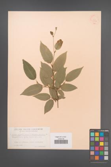 Carpinus japonica [KOR 33937]