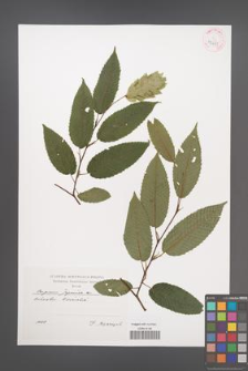 Carpinus japonica [KOR 42455]