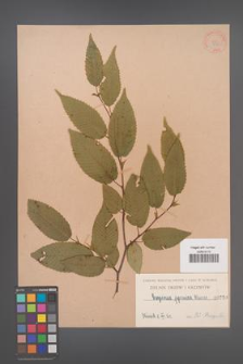 Carpinus japonica [KOR 750]