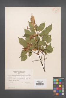 Carpinus laxiflora [KOR 12436]