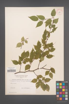 Carpinus laxiflora [KOR 12418]