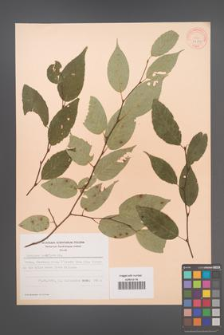 Carpinus laxiflora [KOR 28279]