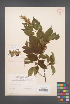 Carpinus laxiflora [KOR 12431]