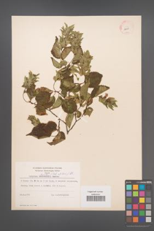 Carpinus laxiflora [KOR 12433]