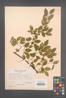 Carpinus orientalis [KOR 21256]