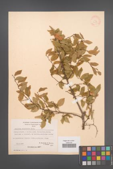 Carpinus orientalis [KOR 21255]