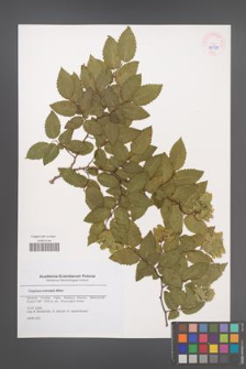 Carpinus orientalis [KOR 45577]