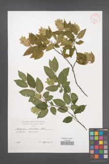 Carpinus orientalis [KOR 42453]
