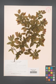 Carpinus orientalis [KOR 12491]