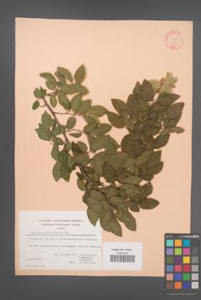 Carpinus orientalis [KOR 21270]