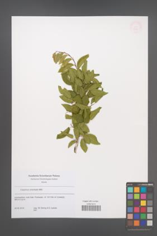 Carpinus orientalis [KOR 53837]